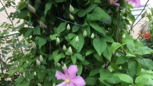 Клематис Кортес де Бушо