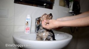 Как купать йорка, купание собак. Как мыть щенка. Советы и рекомендации.