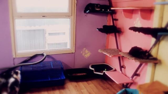 Дом помощи животным "ЛИС" (кошки и собаки) смотреть онлайн