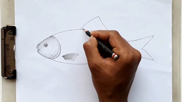 How to draw a fish easily step by step / How to draw Labeo Rohita for biology exam смотреть онлайн