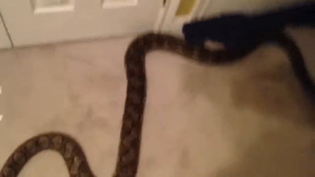 Update on my Reticulated Python Sep 26, 2013 смотреть онлайн