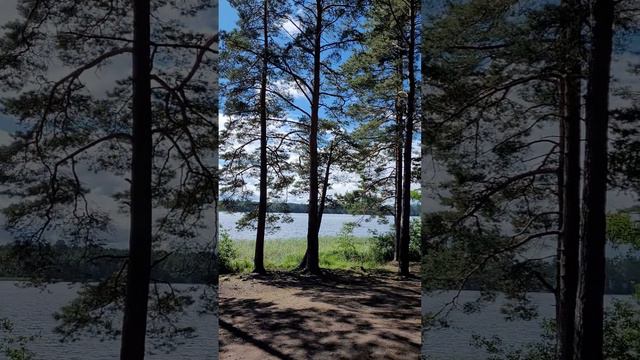 Карелия 2024. Озеро Снетково. Июль 2024г (Часть 4).mp4 смотреть онлайн