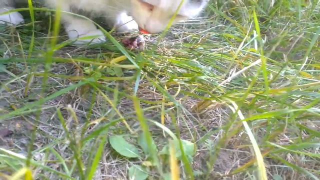 Кошка ела мышку. Страшная месть мыши. Шокирующие кадры смотреть онлайн