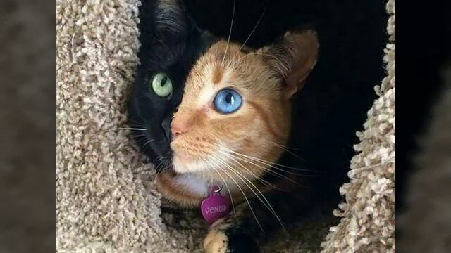 Топ 10 самых красивых котиков в мире? смотреть онлайн