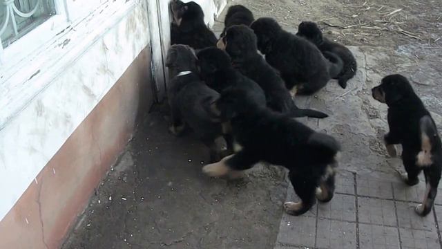 Щенки ждут кормления / Puppies waiting for feeding смотреть онлайн