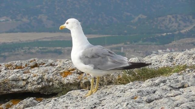 Чайка хохотунья. Взрослая птица ( Larus cachinnans ) смотреть онлайн
