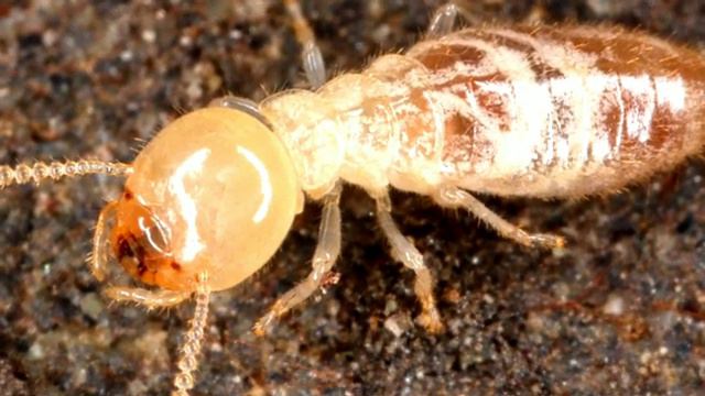 Интересные факты о термитах/Interesting facts about termites. смотреть онлайн