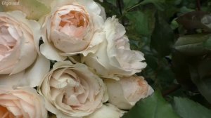 Присмотритесь к этим сортам роз. Цветут весь сезон. Сад в Ленинградской области.