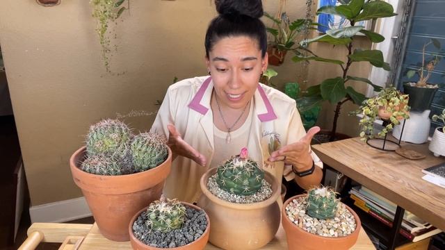How To Care For Cactus Coryphantha