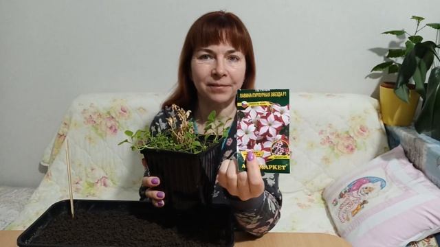 Пикировка петунии в феврале смотреть онлайн