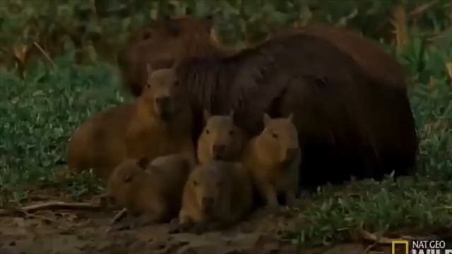 capybara pull up 1 hour смотреть онлайн