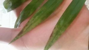 Сохнут и желтеют листья у Хамедореи. Проблемы выращивания Хамедореи.