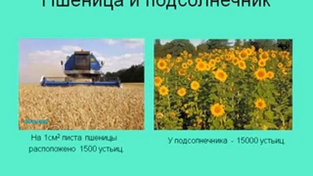 Внутренне строение листа.AVI смотреть онлайн