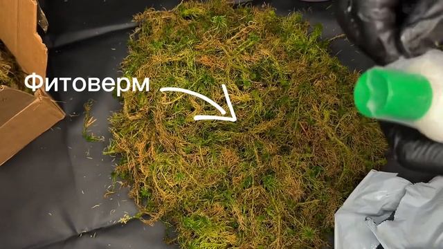 Мох с ВБ/ Как подготовить мох сфагнум/ Обработка мха смотреть онлайн