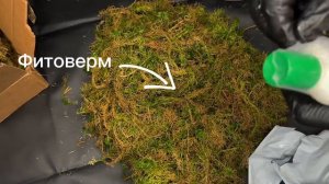 Мох с ВБ/ Как подготовить мох сфагнум/ Обработка мха