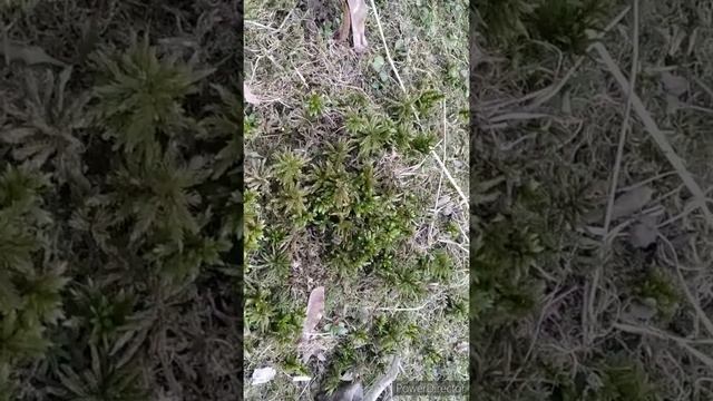 Мхи/все о моховидных растениях/биология 7класс моховидные растения смотреть онлайн