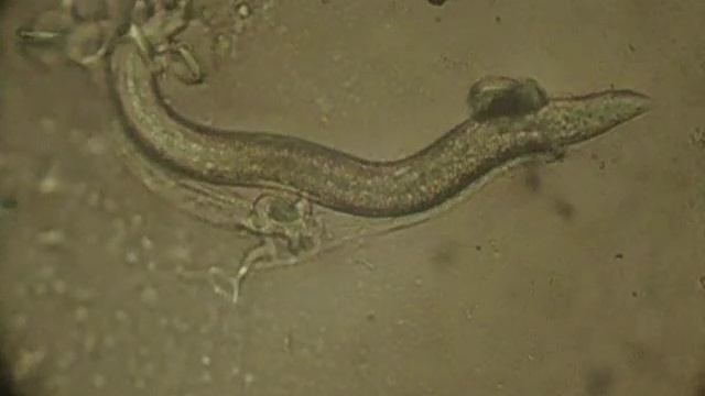 Arthrobotrys oligospora trapping смотреть онлайн