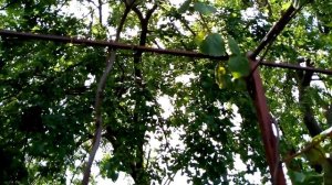 Почему погибает киви?