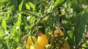 Самые сладкие помидоры! «Медовые» и «сахарные» томаты