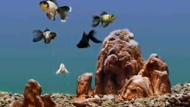 Goldfish Aquarium 2.0 screensaver смотреть онлайн