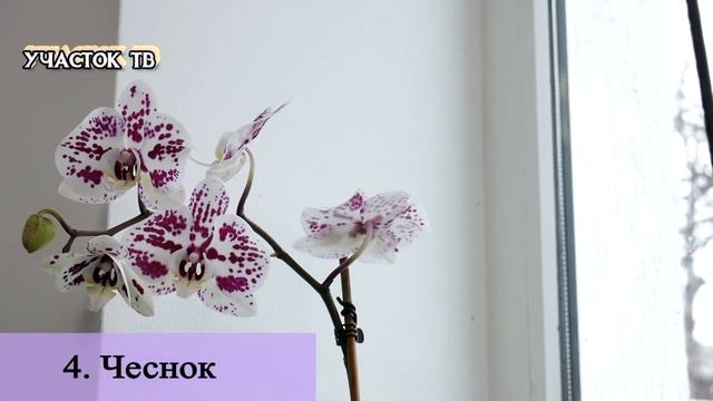 Как Стимулировать Цветение Орхидеи - Что Сделать, Чтобы Орхидея Зацвела смотреть онлайн