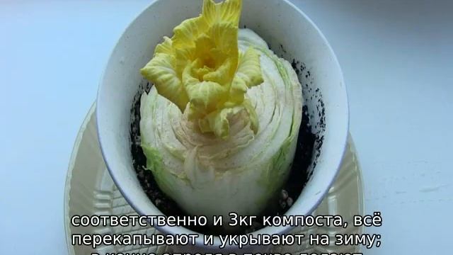 Декоративная капуста смотреть онлайн