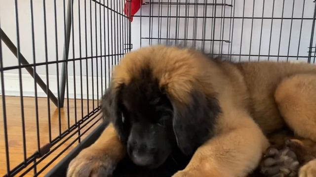 The Biggest Baby | Baby Leonberger смотреть онлайн