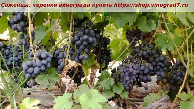 Пузенко Наталья Лариасовна, виноград для всех