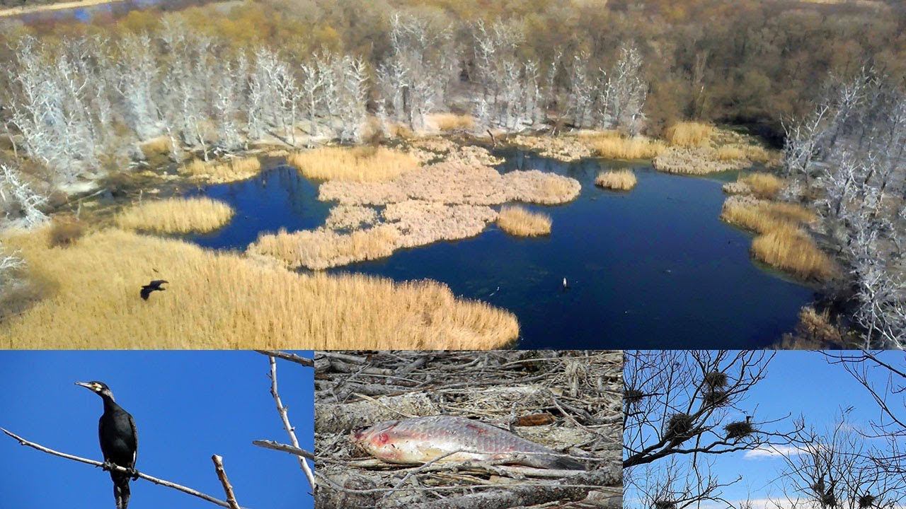 Огромная колония Больших Бакланов и рыба падающая с деревьев смотреть онлайн