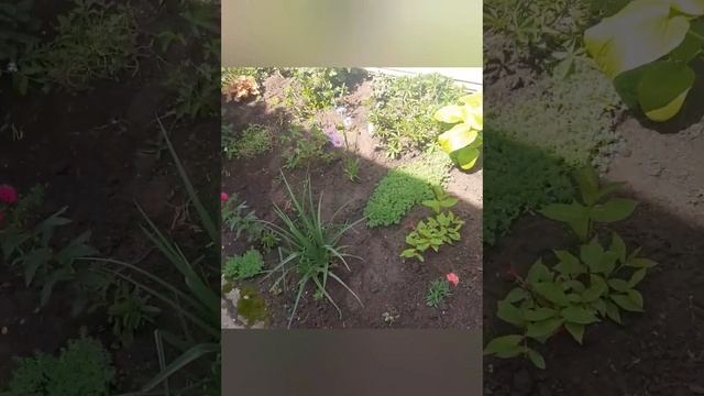 Мои новинки ромашки. смотреть онлайн