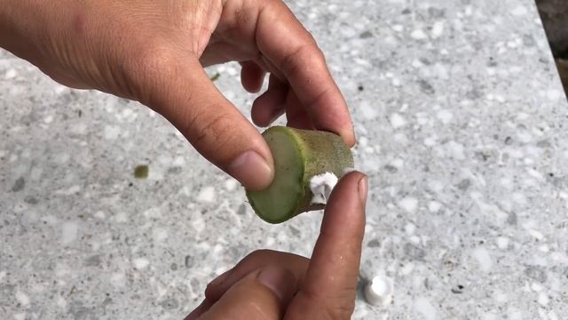 You will be surprised if you propagate Plumeria this way│Adenium смотреть онлайн