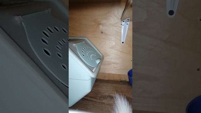 Умные шиншиллы везде найдут песок!!! Chinchillas смотреть онлайн