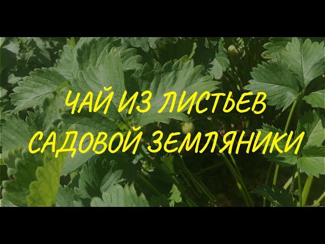 Чай ферментированный из листьев садовой земляники смотреть онлайн