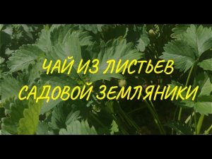 Чай ферментированный из листьев садовой земляники