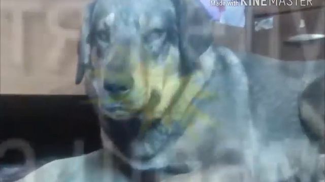 Мой новый четвероногий друг