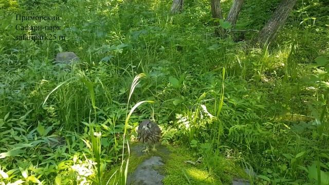 ПРИМОРСКИЙ САФАРИ-ПАРК ВЫПУСТИЛ В ДИКУЮ ПРИРОДУ ПУСТЕЛЬГУ ОБЫКНОВЕННУЮ. смотреть онлайн