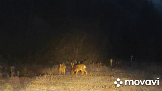 2022 12 РК Косули !! 9 !! Павлодарская область смотреть онлайн