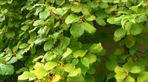 Древогубец круглолистный -  мощная декоративная зимостойкая лиана