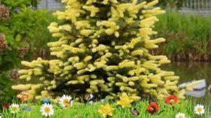 Ель колючая Мэйголд (may gold) ? Обзор: посадка и уход. саженцы ели Мэйголд: описание и особенности