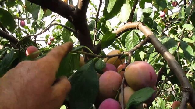 УРОЖАЙ ПРИ ОБРЕЗКЕ СДЕРЖИВАЮЩЕЙ КРОНУ. Результат летней обрезки. смотреть онлайн