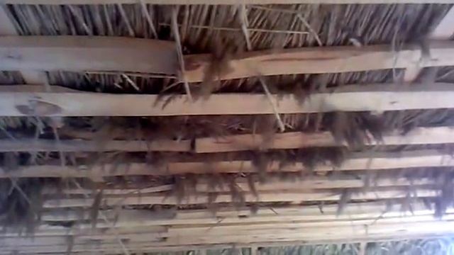 Дом своими руками. Утепление камышом. смотреть онлайн