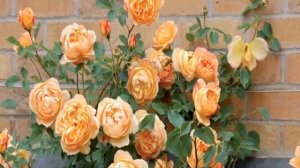 Роза Карамелла (Caramella)