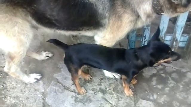 Собачка пристаёт к Коту и Собаке смотреть онлайн