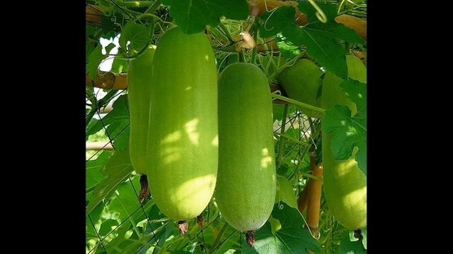 ВОСКОВАЯ ТЫКВА ОПИСАНИЕ - Лечебные свойства смотреть онлайн