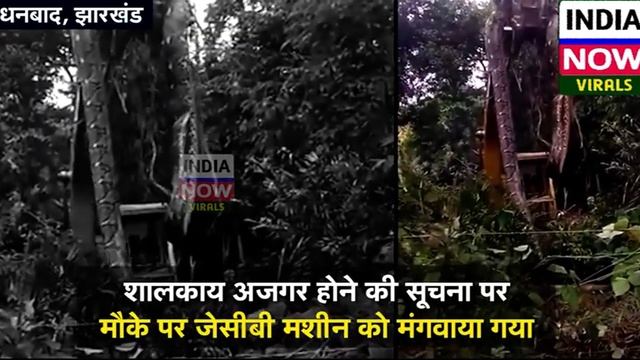 OMG | JCB मशीन से उठाया विशालकाय Python, लोगों की थमी सांसे | Viral Video смотреть онлайн