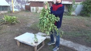 Как сделать веник для бани быстро и просто