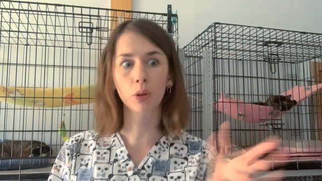 Нашел на улице бездомного котенка или кота. Что делать? Какие препараты давать? Как пристроить? смотреть онлайн