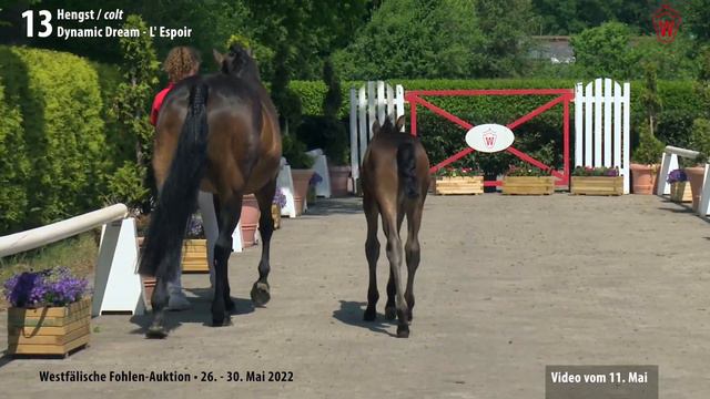 Fohlen-Auktion 26. - 30. Mai Lot 13 Dow Jones Hengst v. Dynamic Dream - L' Espoir смотреть онлайн