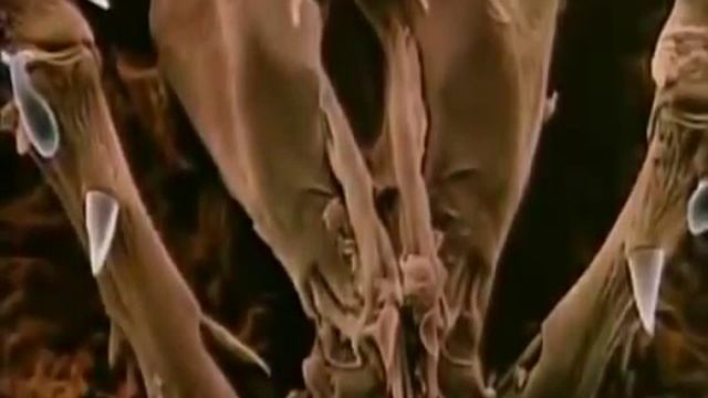 The_Unknown_Micro_World___Dust_Mites_(HQ).mp4 смотреть онлайн