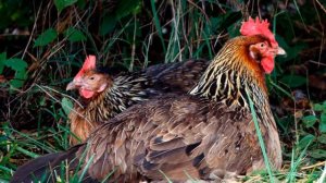 Разведение кур породы Супер харко как бизнес идея | Птицеводство | Куры Супер харко